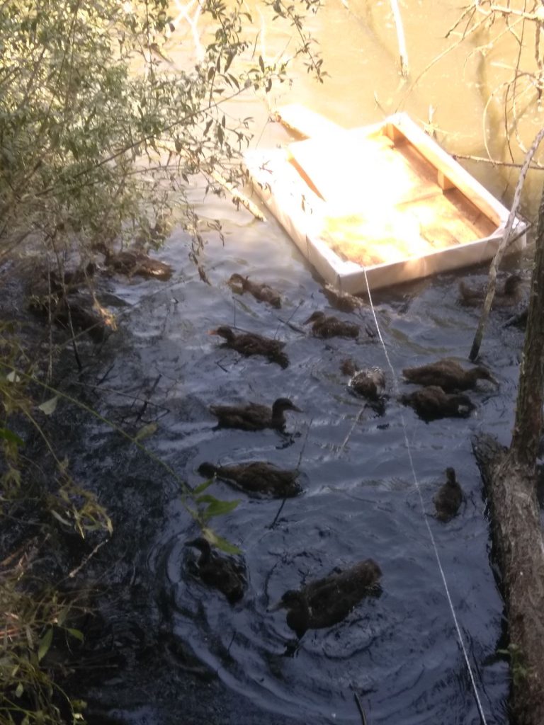 разселване патици благоевград