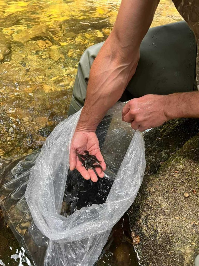 Благоевградска Бистрица