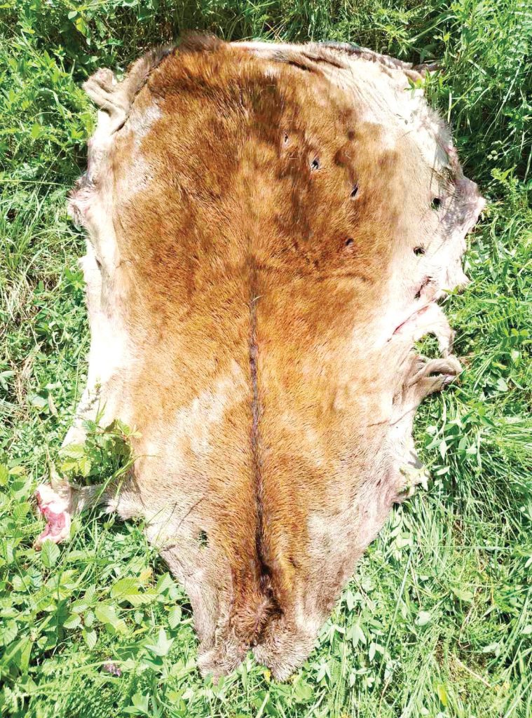 бракониер благороден елен