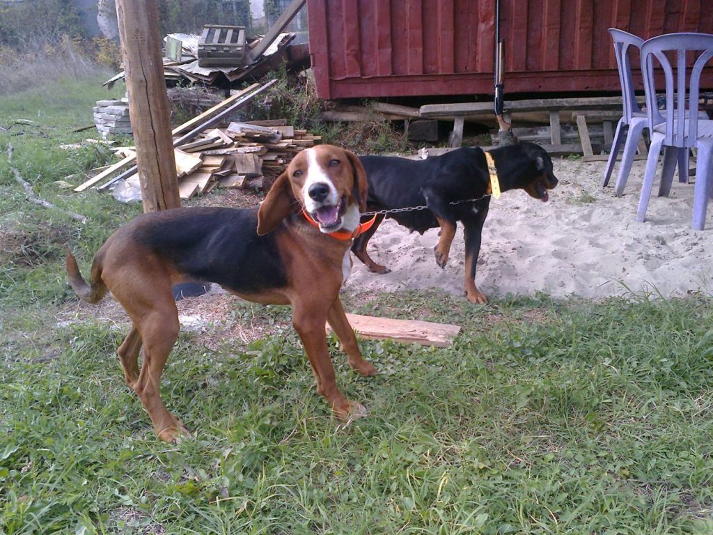 търново кучета