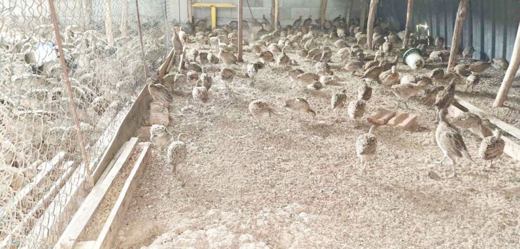 шумен разселване