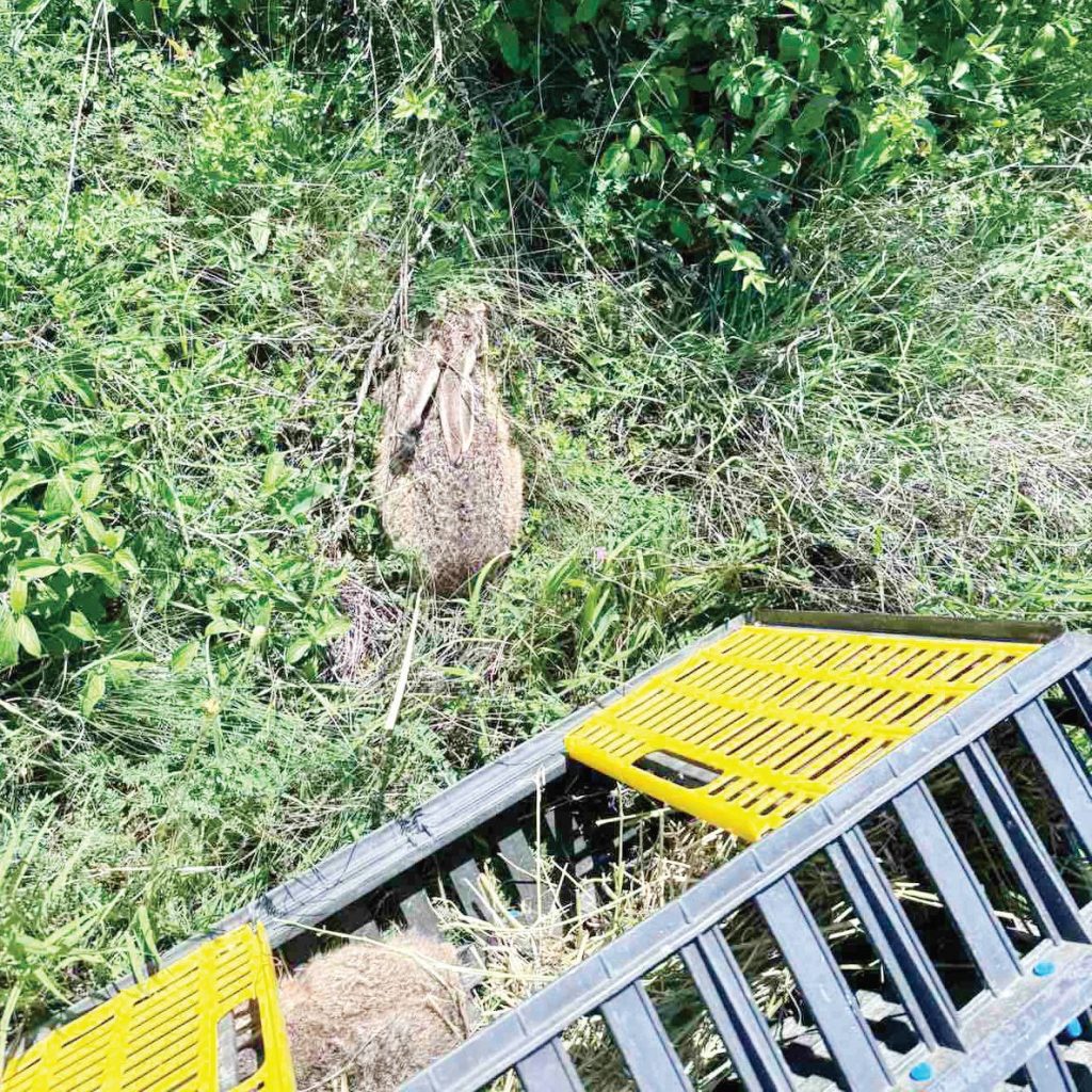 зайци сливница