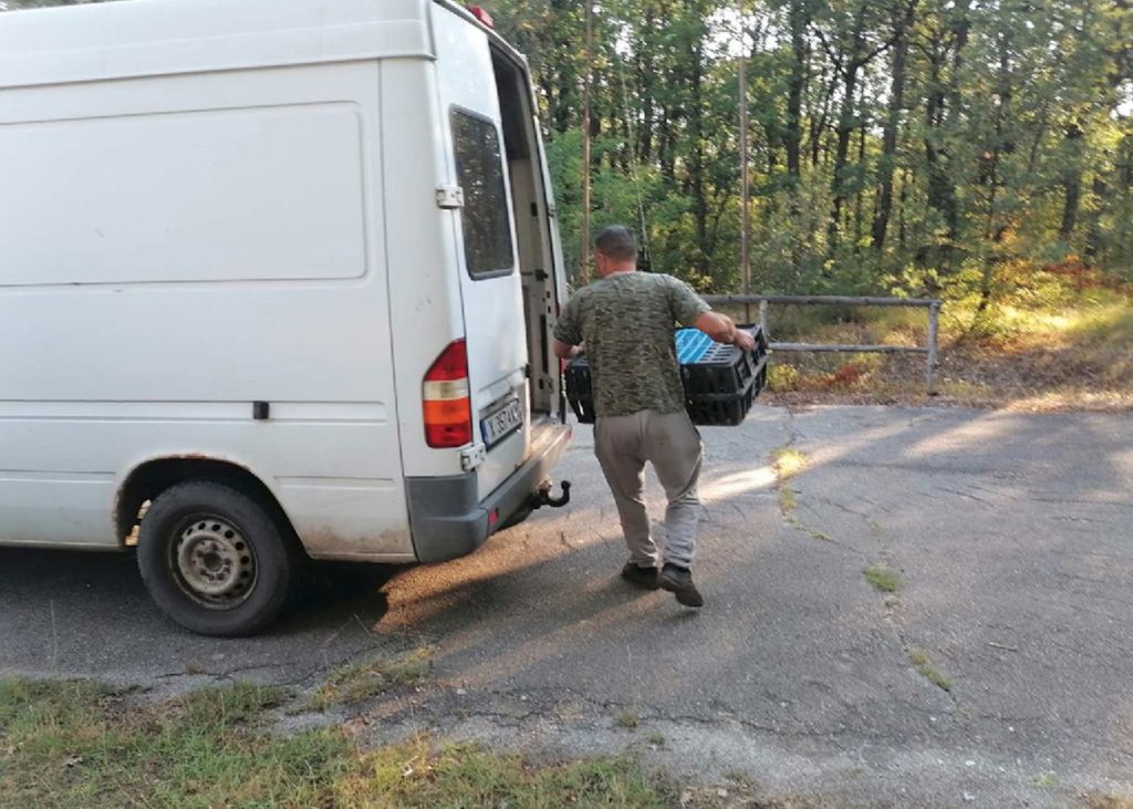 ямбол фазани