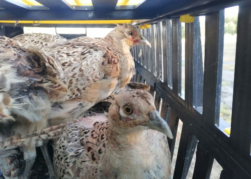 ямбол фазани