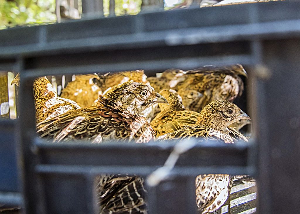 хасково фазани