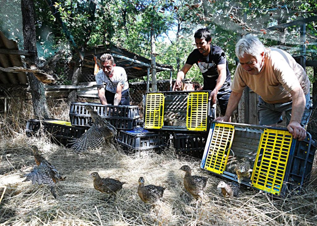 хасково фазани