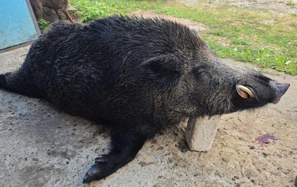 медовница лов