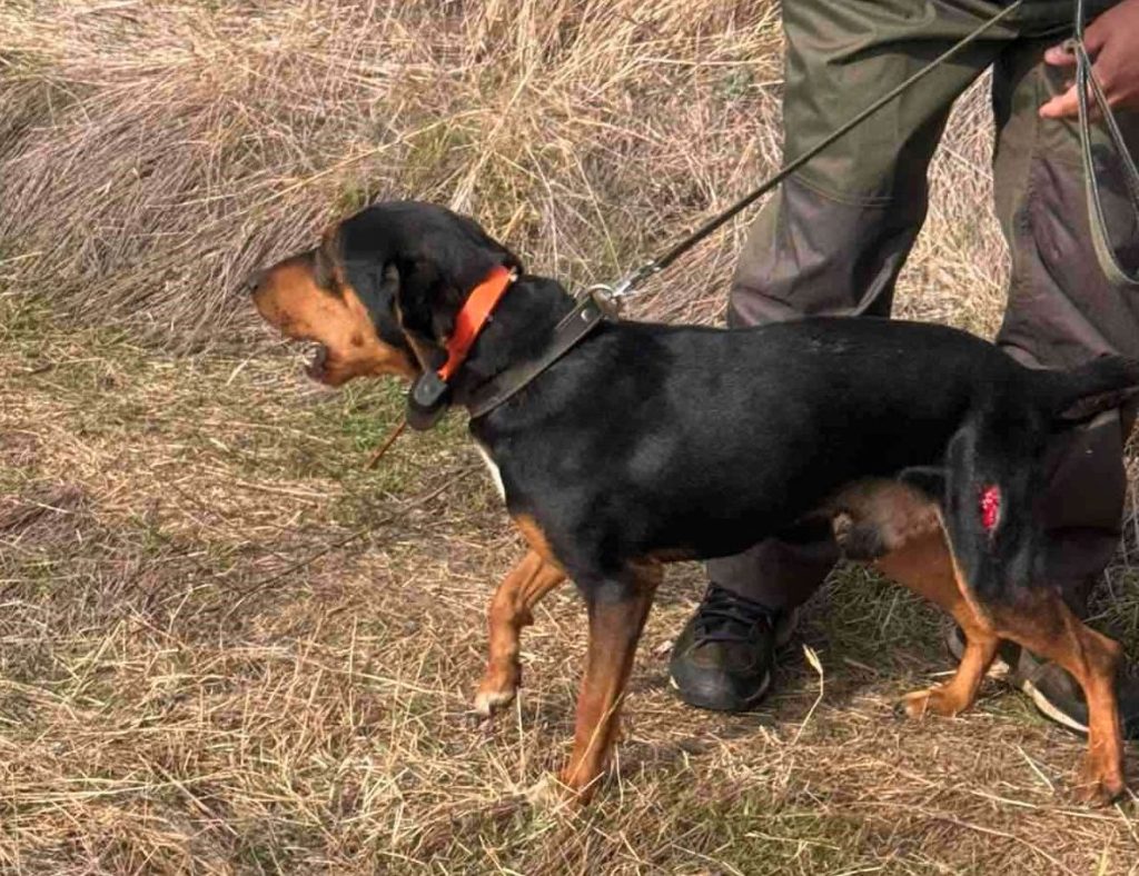 плевенско лов