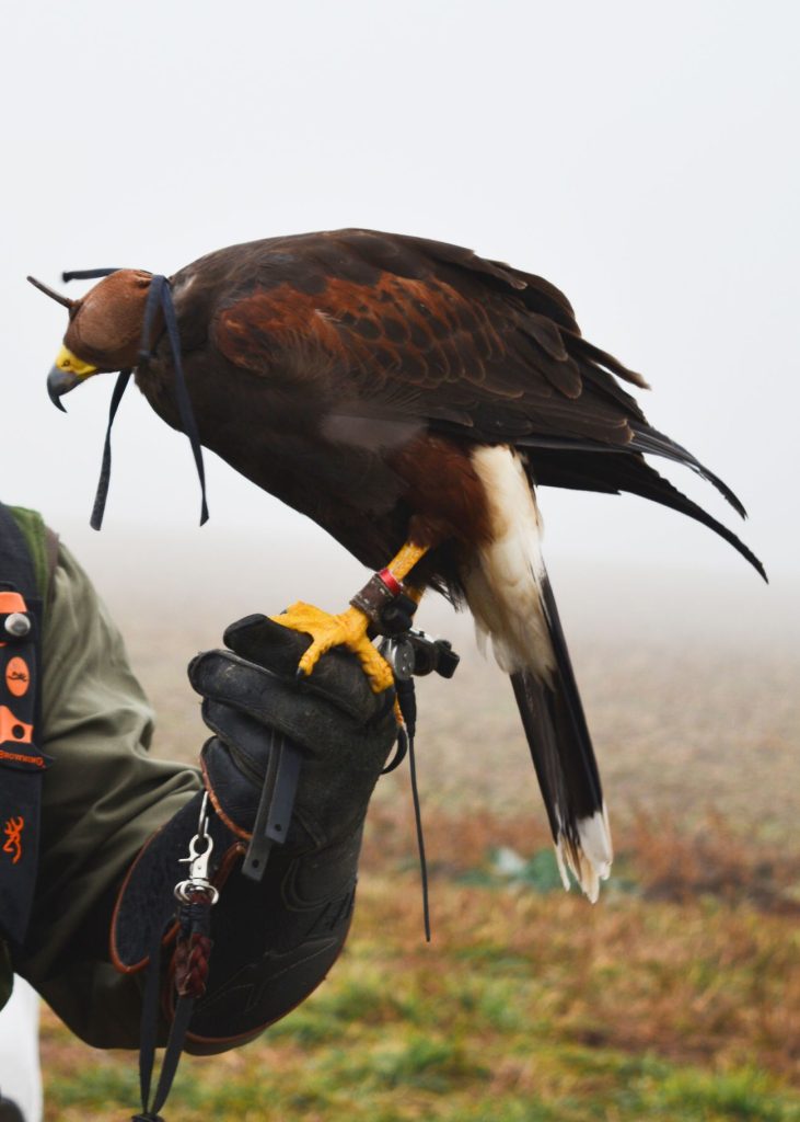 соколарско събитие