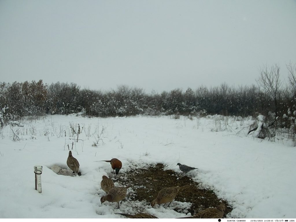 подхранване черноконево