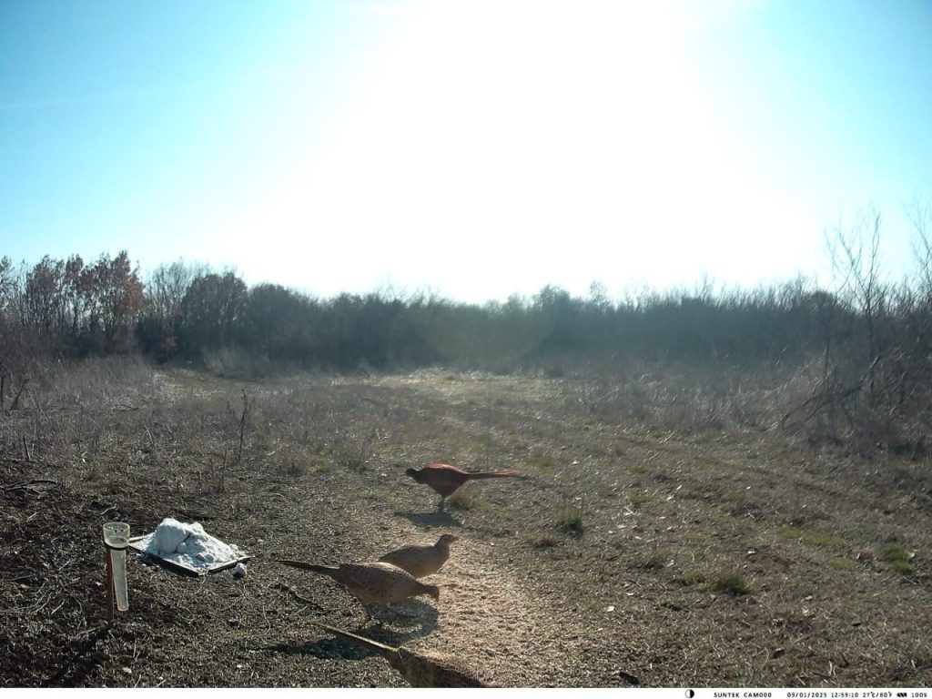 подхранване черноконево