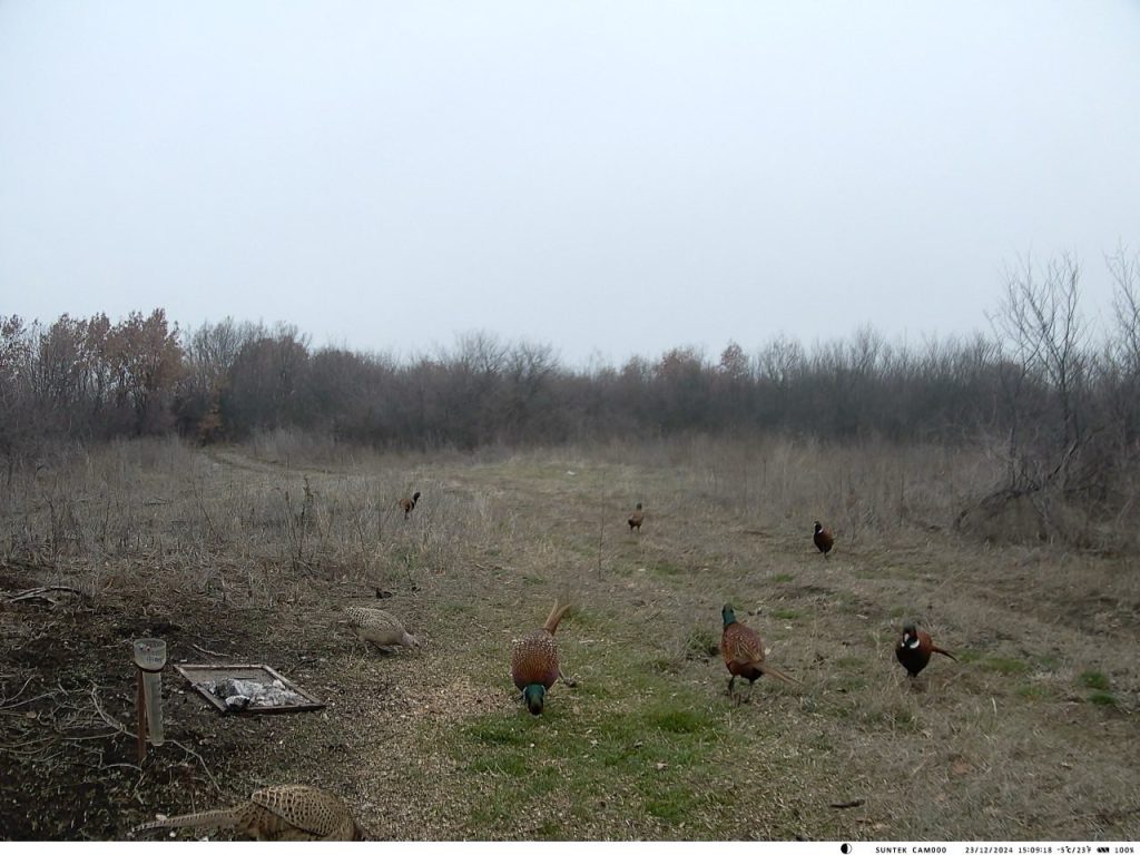 подхранване черноконево