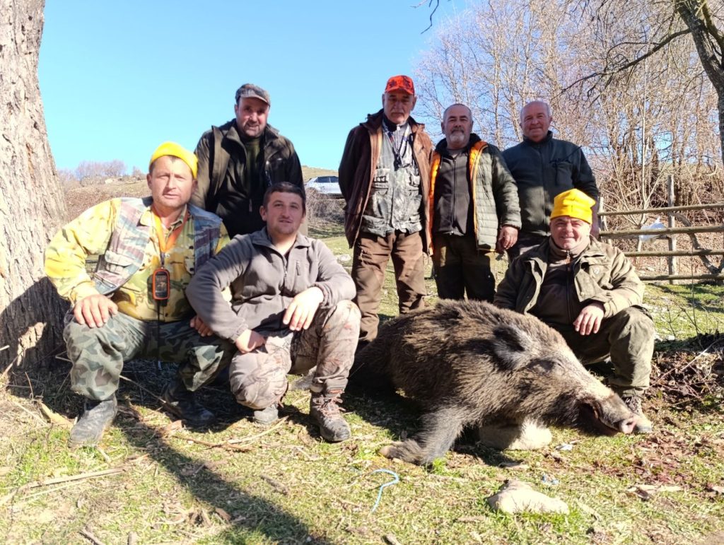 диви свине кърджали
