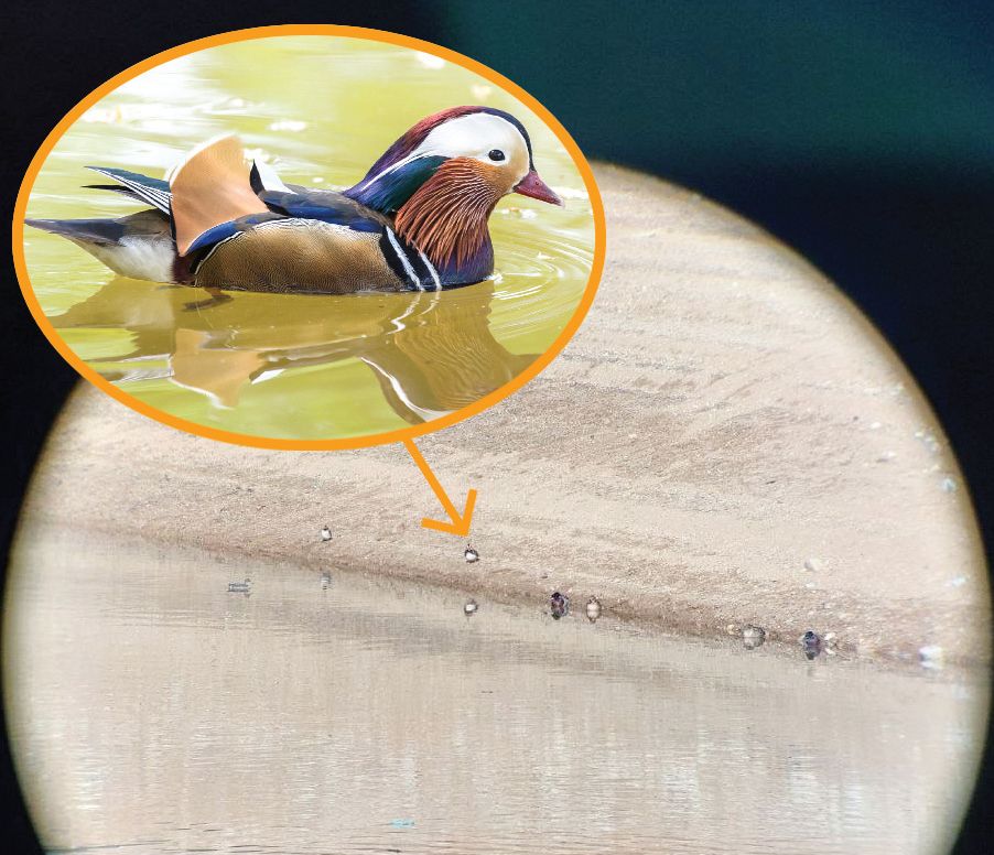 водолюбивите птици