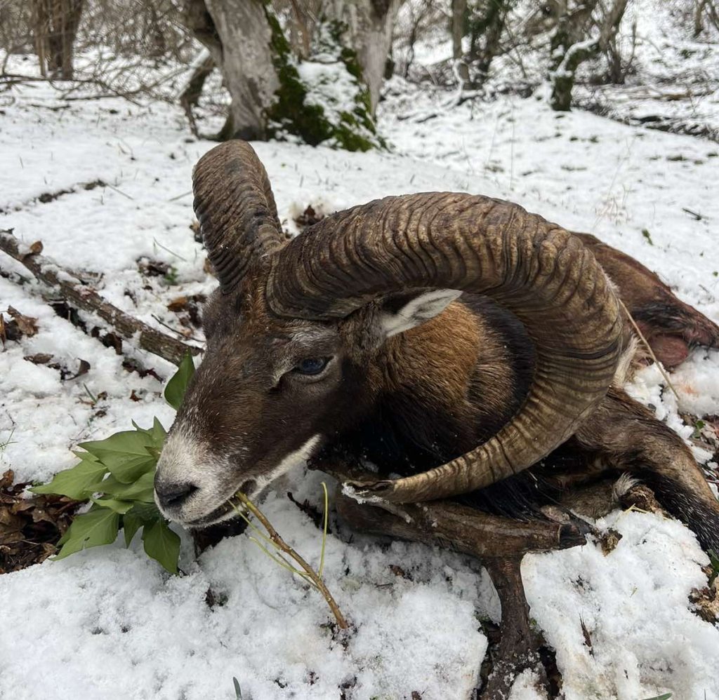 трофеен муфлон