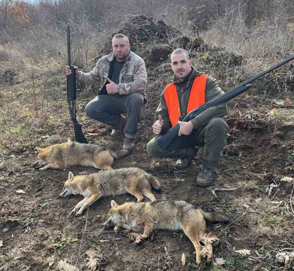 царски извор чакали