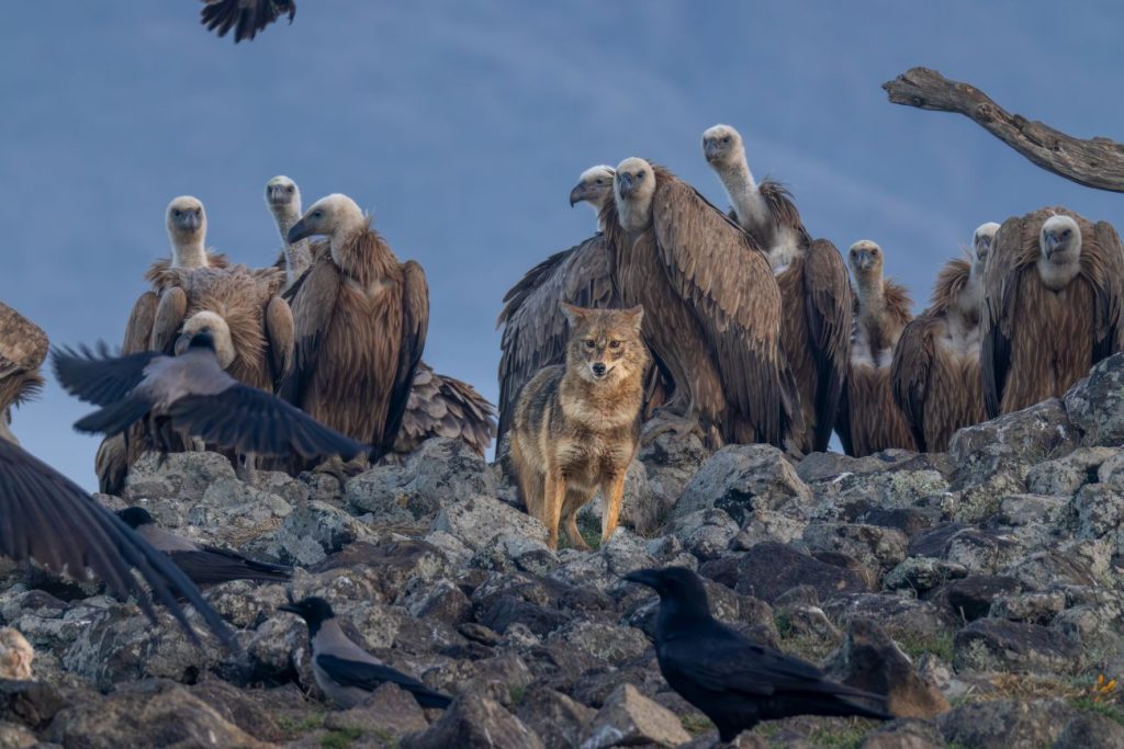 мигове от дивия свят