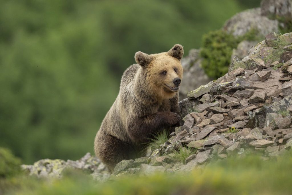 мигове от дивия свят