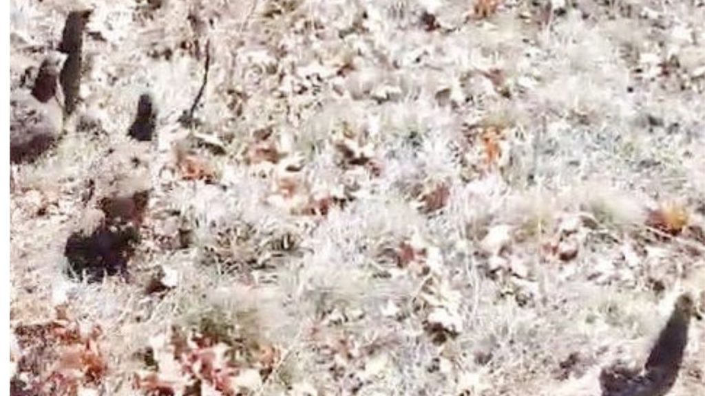 сливница разселване