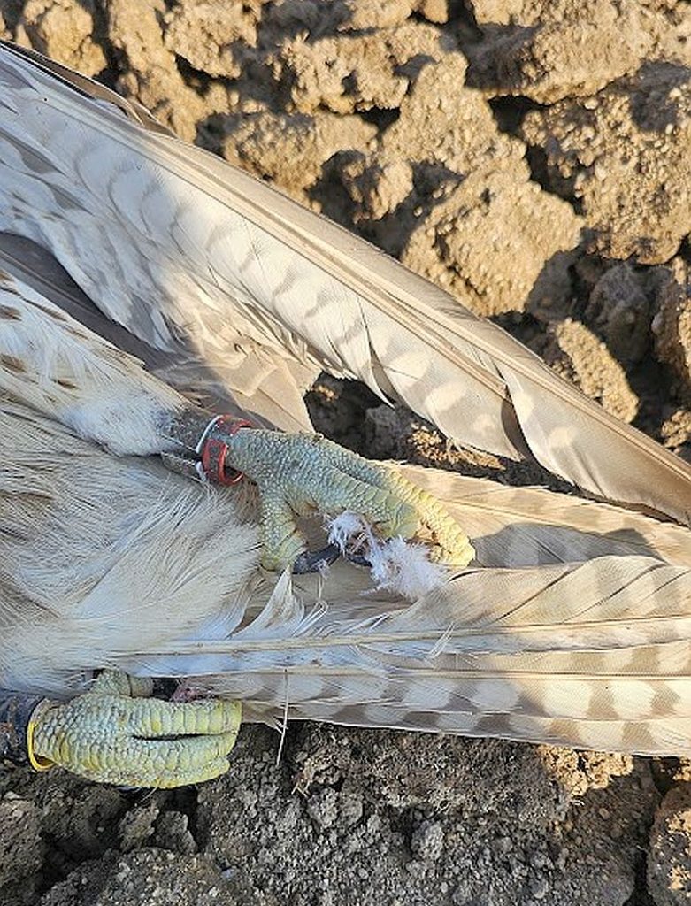 ловен сокол