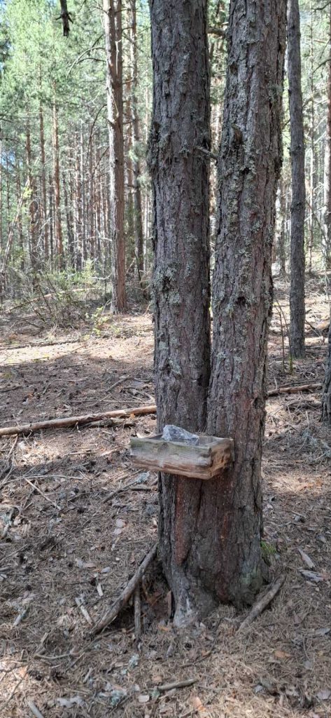 разлог ниви