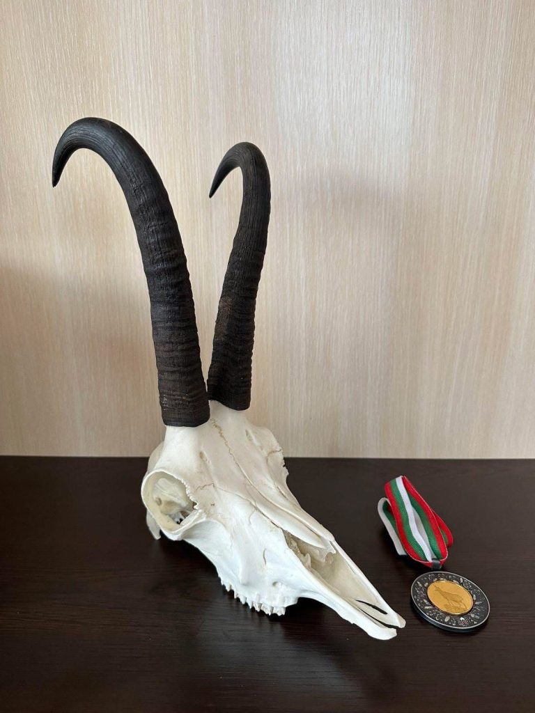 рекорд дива коза