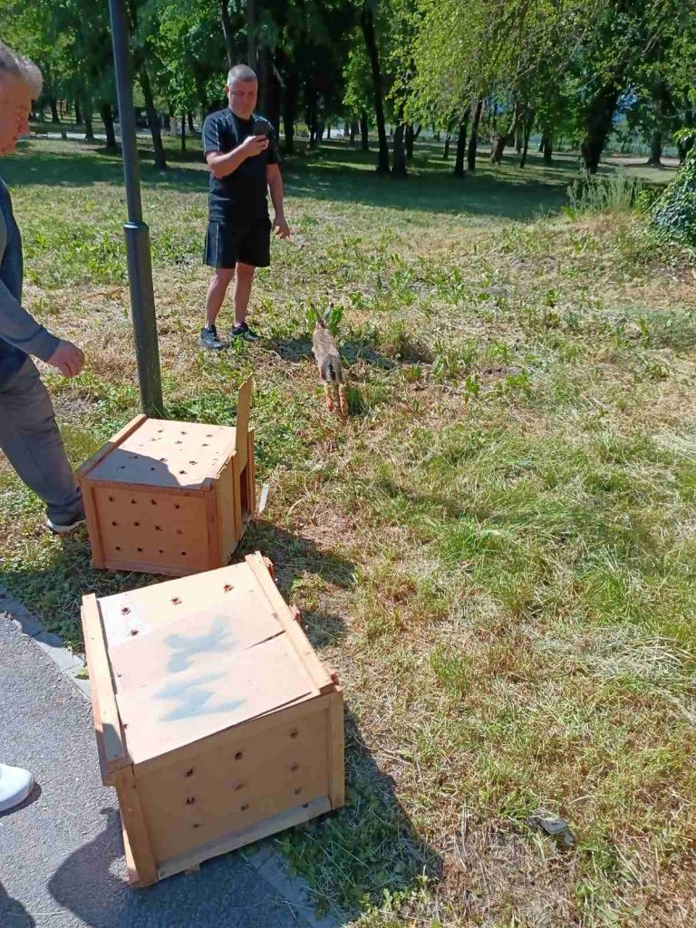 севлиево зайци