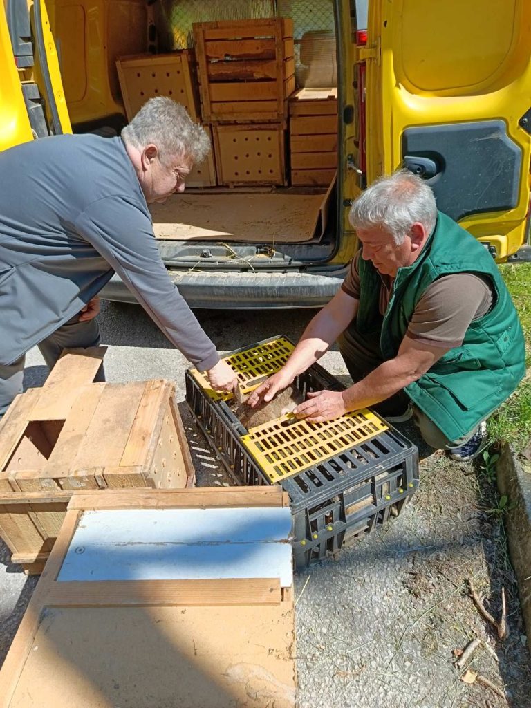 севлиево зайци