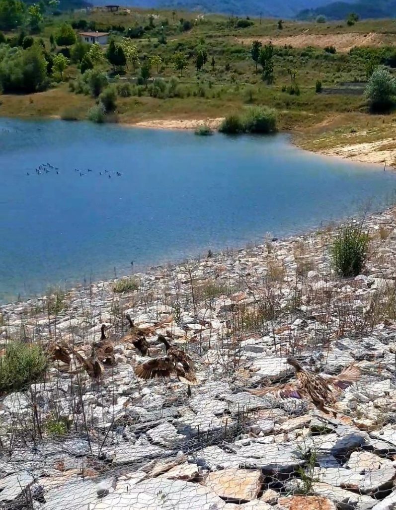 места патици