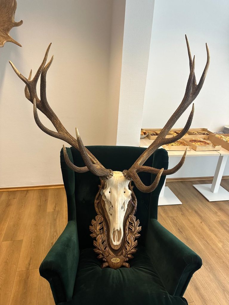 благороден елен трофей