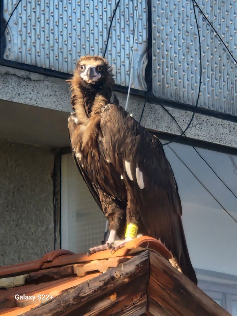 лешояд разлог