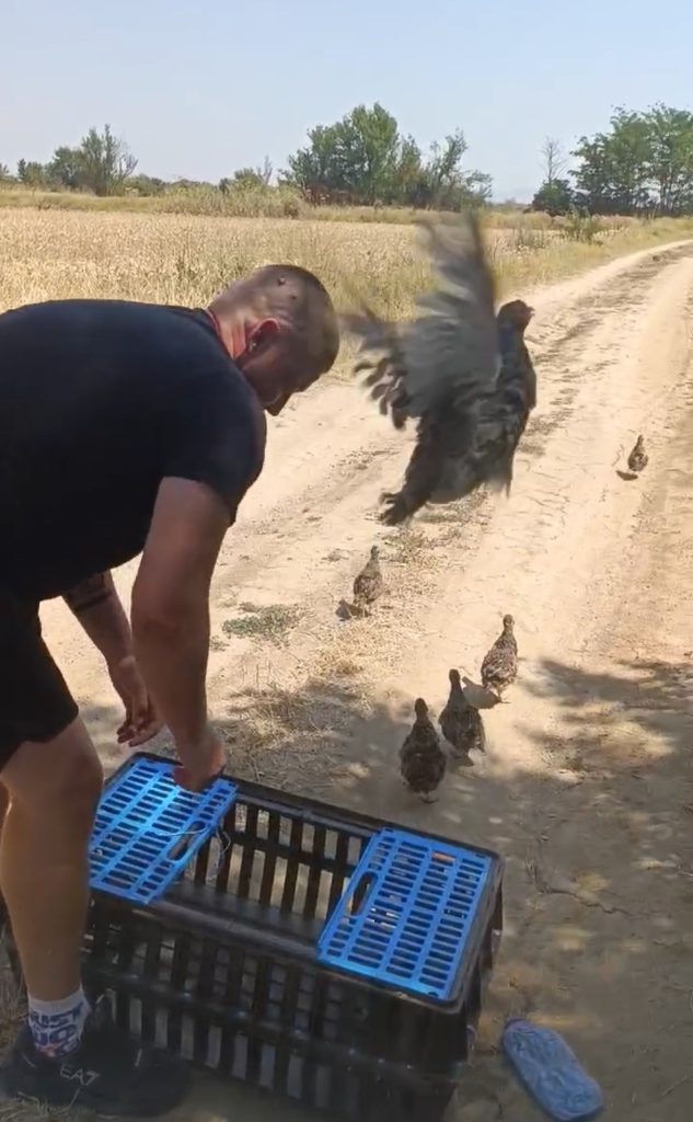 брезово разселване