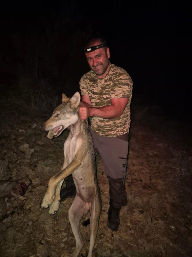 шопов вълци