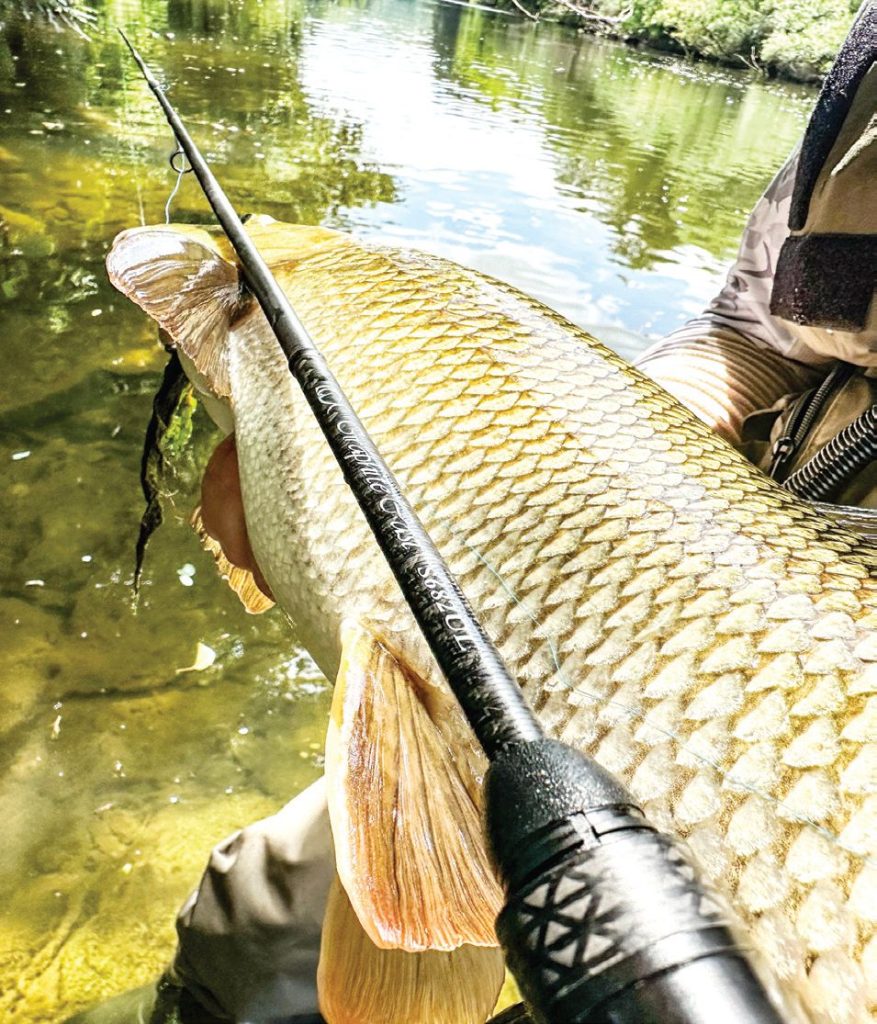 спининг бяла мряна