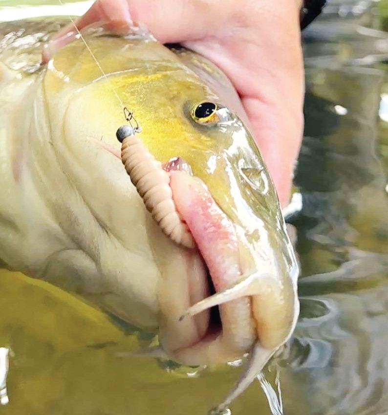 спининг бяла мряна