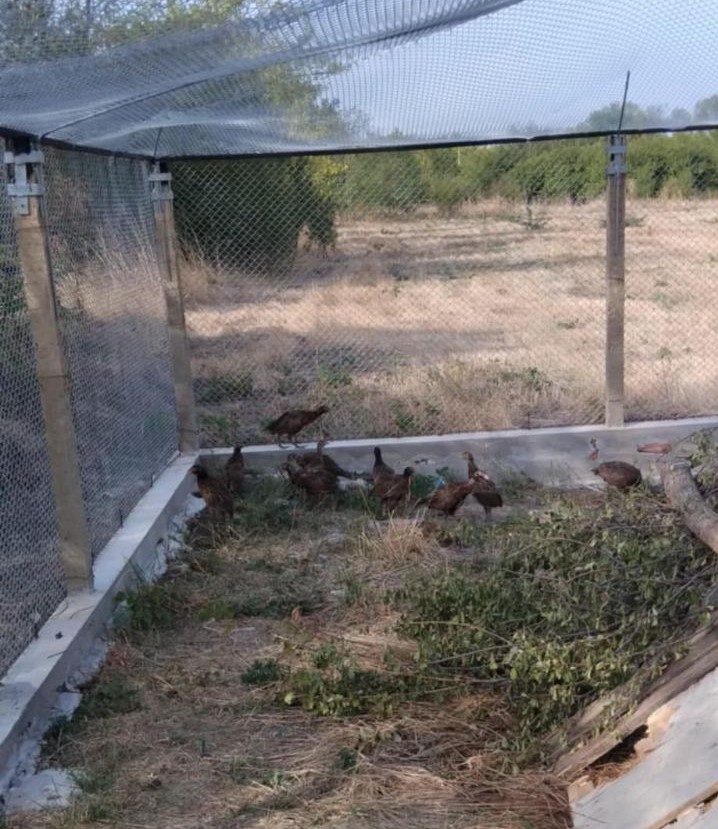 шипот волиер