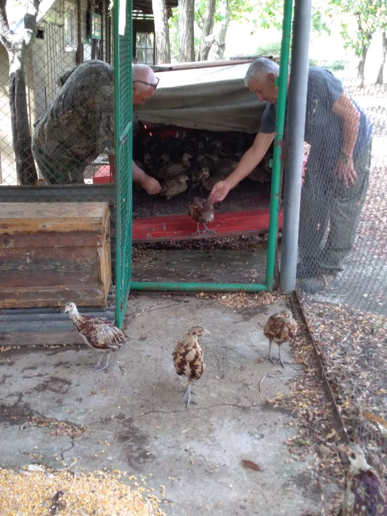 Велико Търново фазани