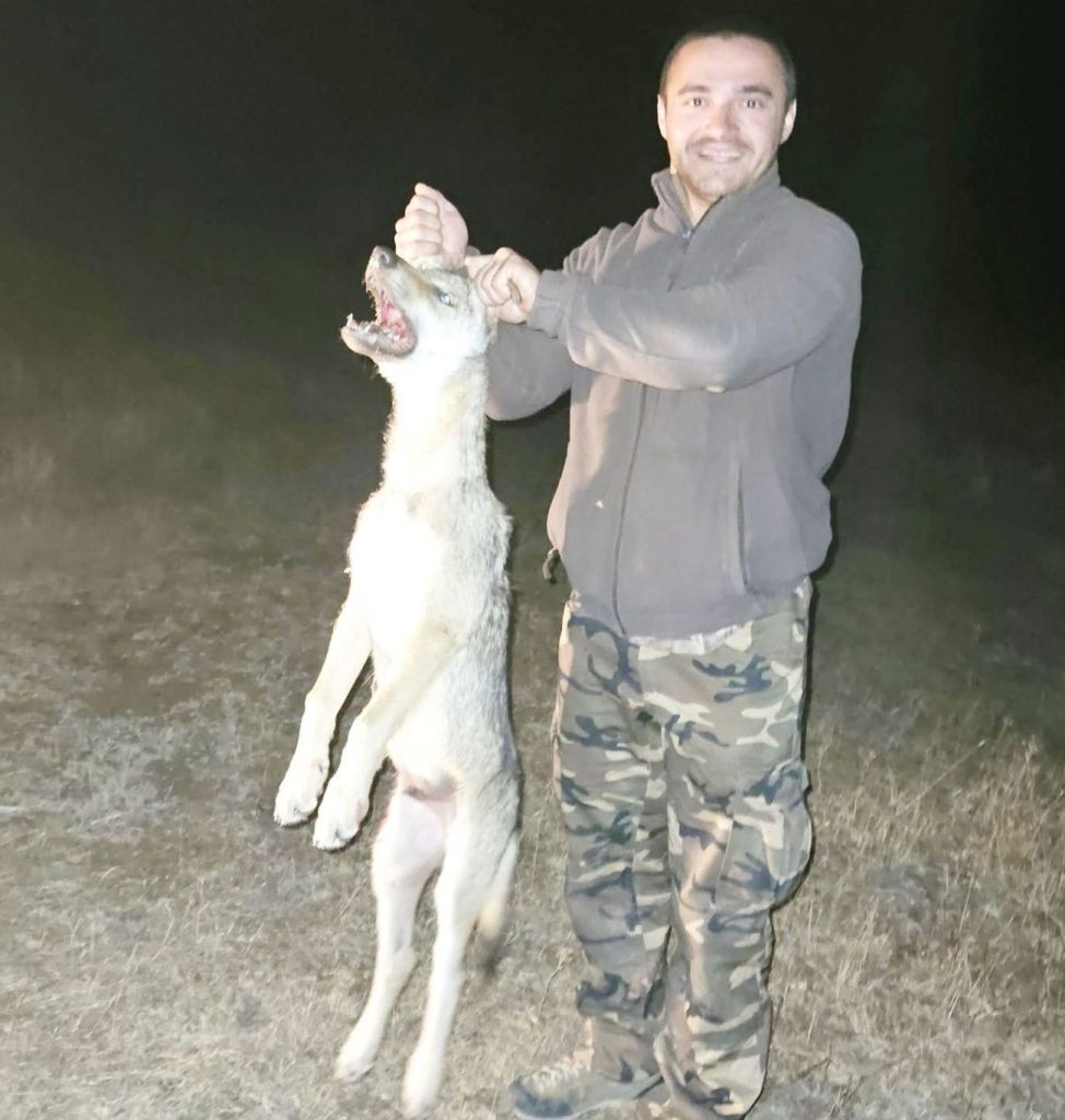 кремиковци вълк