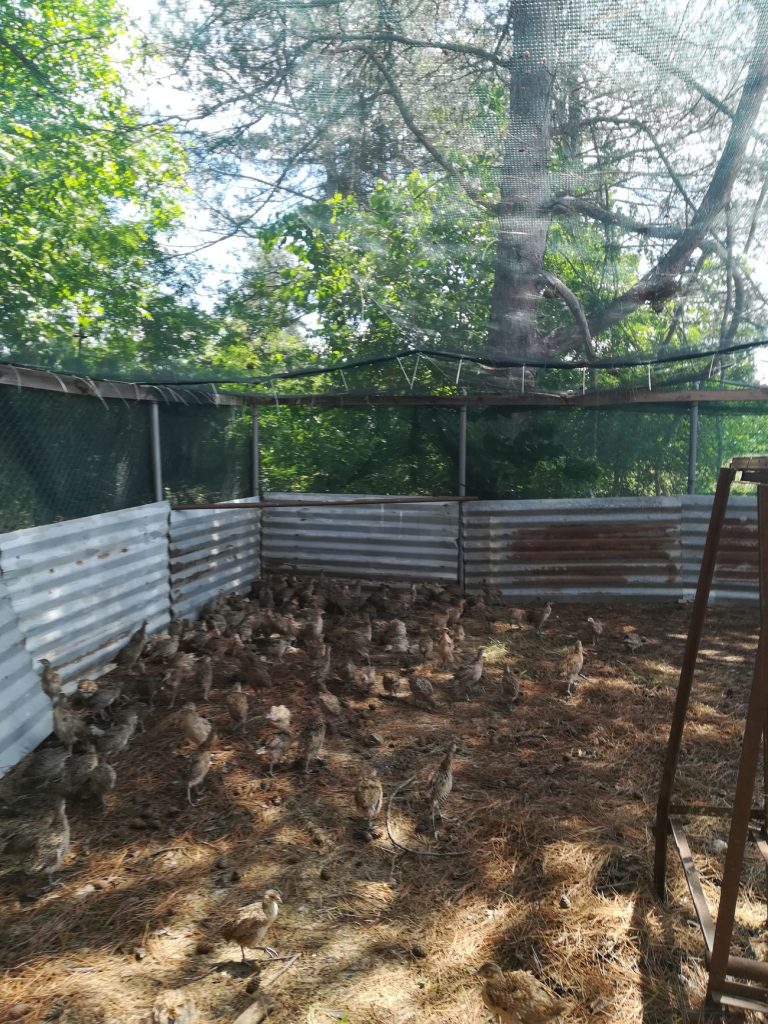 Велико Търново фазани