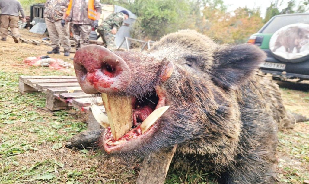 шампионът в дисципли­ната „Бягащ глиган“