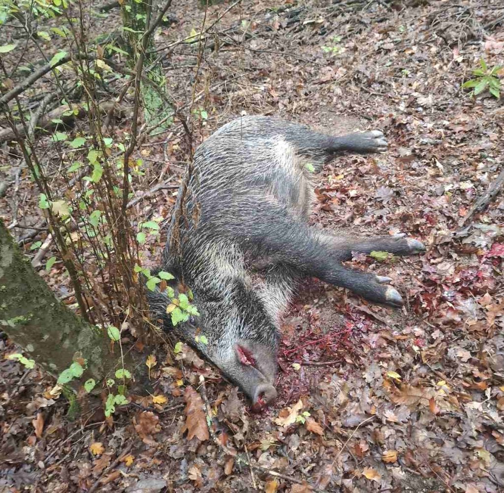 карлуково лов