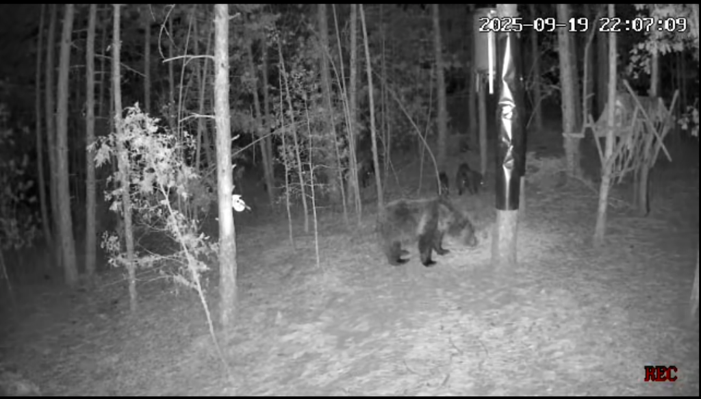 мечките югозапада