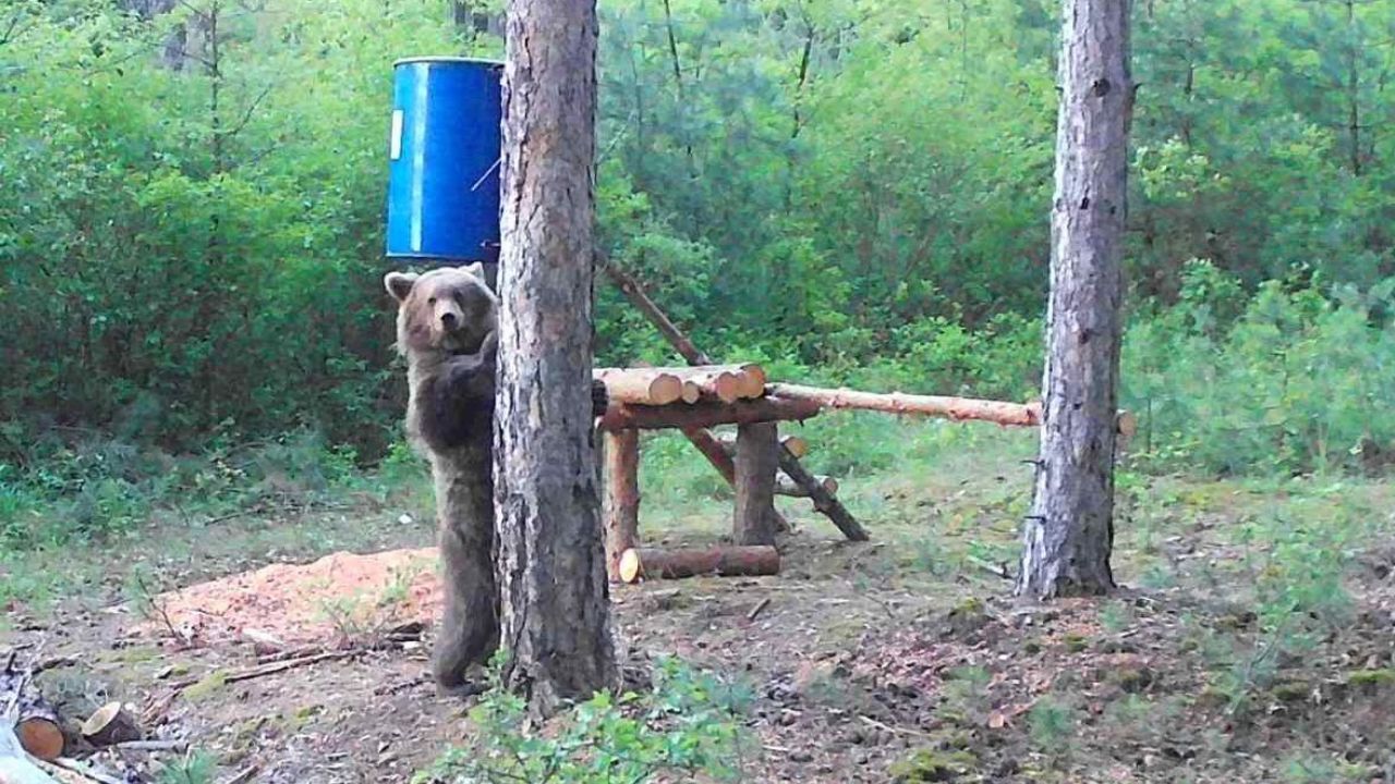 мечка верила