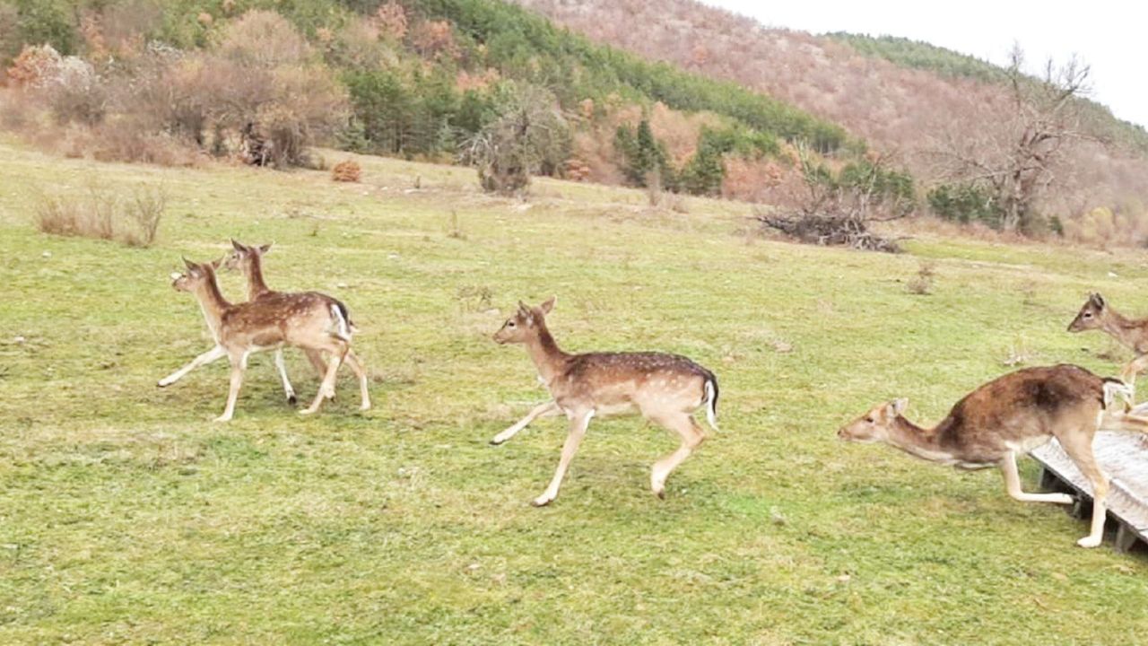родопи елени