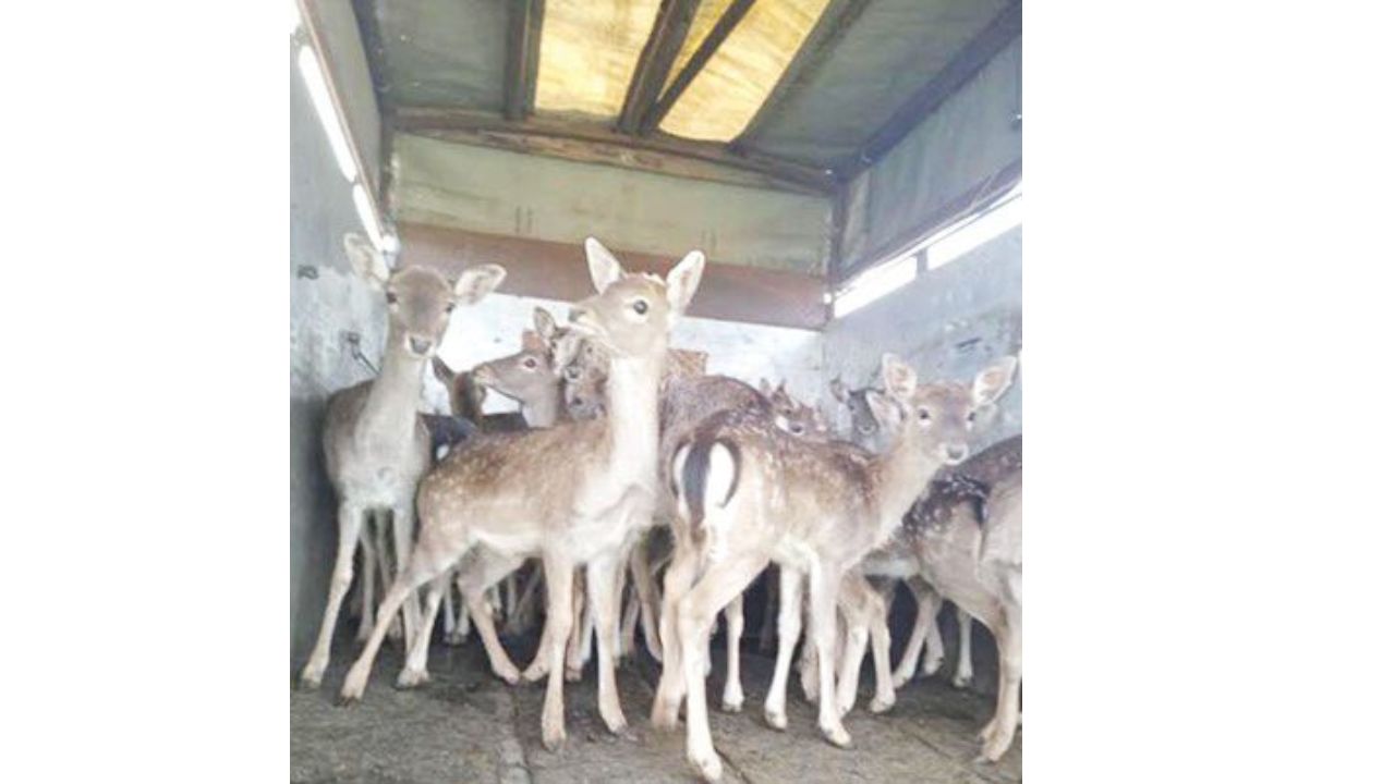 елени рогозче