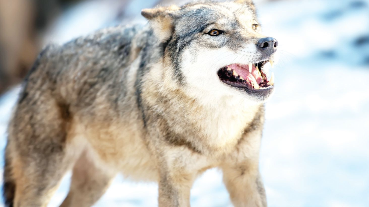 гърция вълци