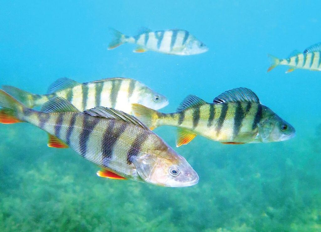 костура светлината