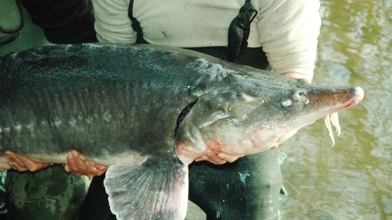 освободиха моруна