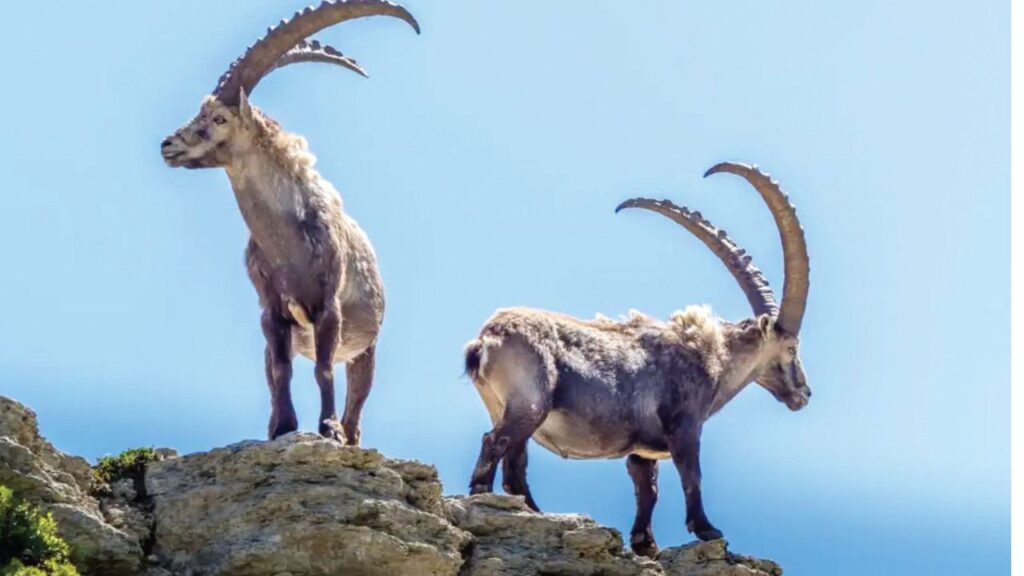 неандерталците сърбия