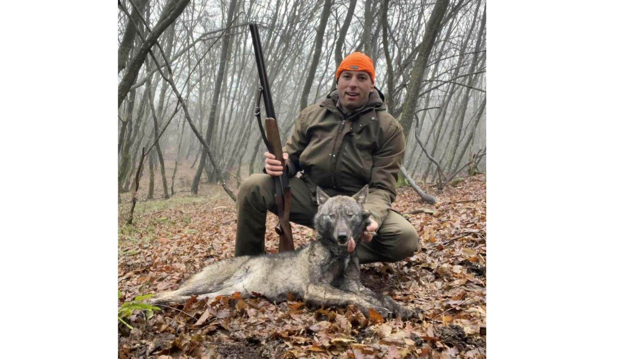 годеч вълци